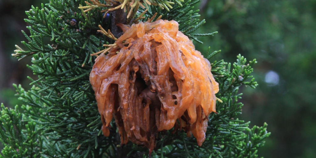 Orange, jelly-like strands hanging from a spiky, round growth on an evergreen branch.