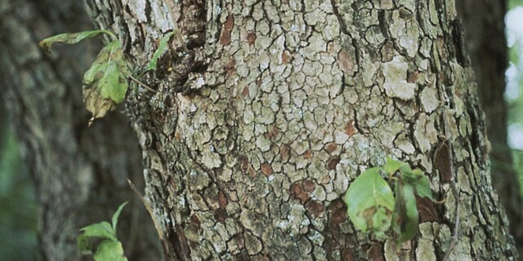 Tree bark with a mottled, cracked pattern showing areas of dead tissue.