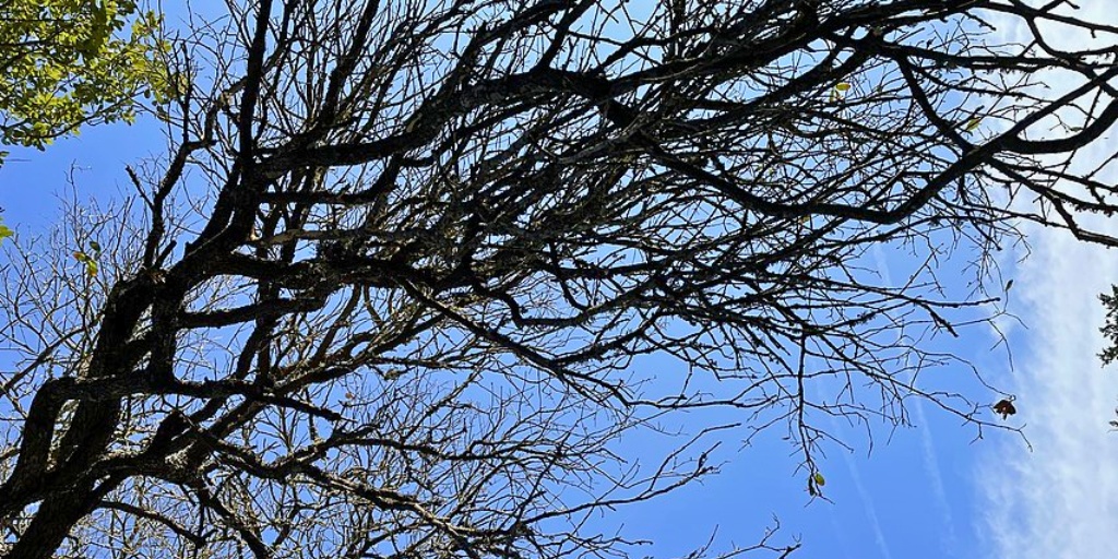 Bare tree branches against a blue sky with no leaves remaining on the limbs.