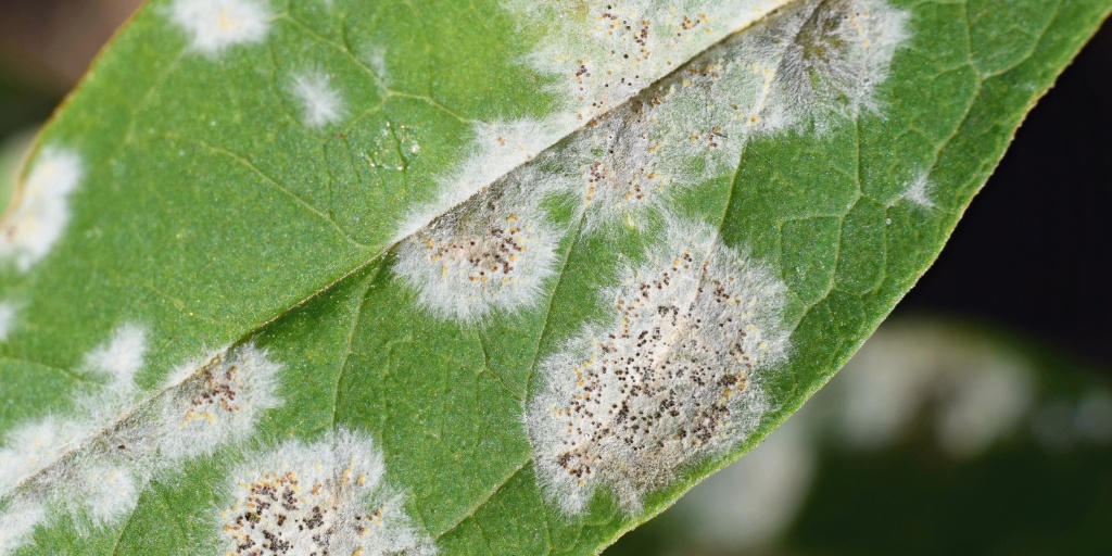 Several green leaves with white powdery substance covering portions of their surfaces.