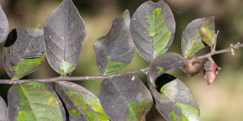 Multiple leaves completely covered in thick black coating, making them appear dark and dusty.