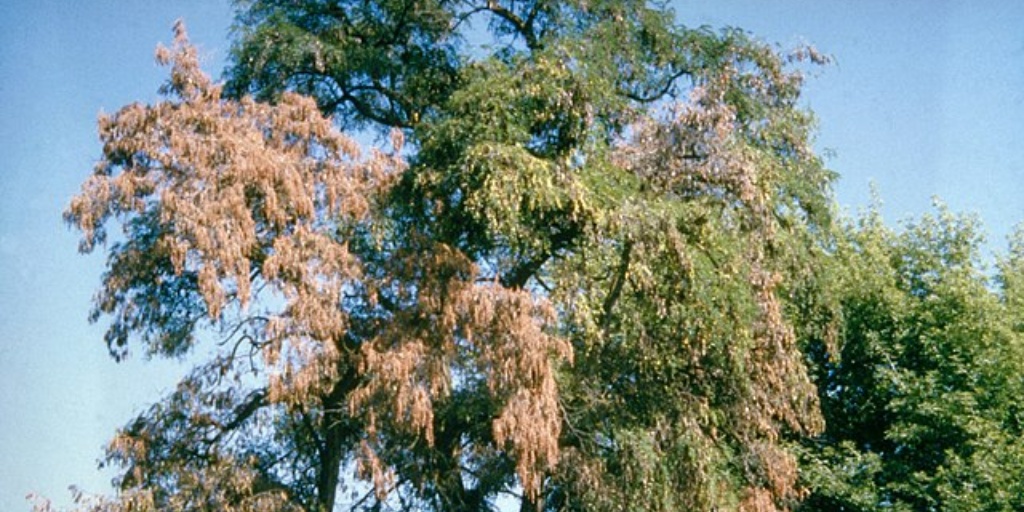 A large tree with bare branches on one side, while the other side still has green foliage.