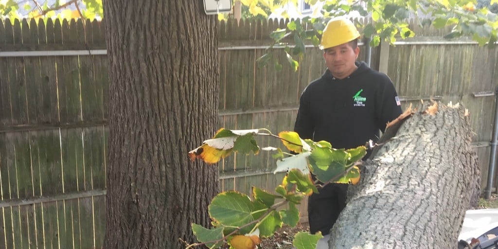 An Alpine Tree arborist in a hardhat inspects a large fallen tree branch in a residential backyard.