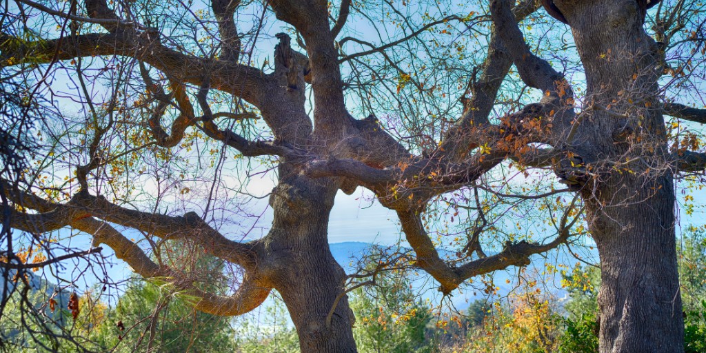 A mature oak tree shows sparse foliage and premature leaf drop in midsummer.