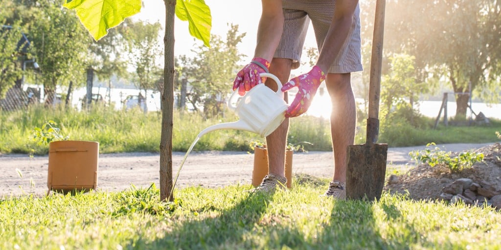 A person waters a newly planted young tree at its base with a watering can.