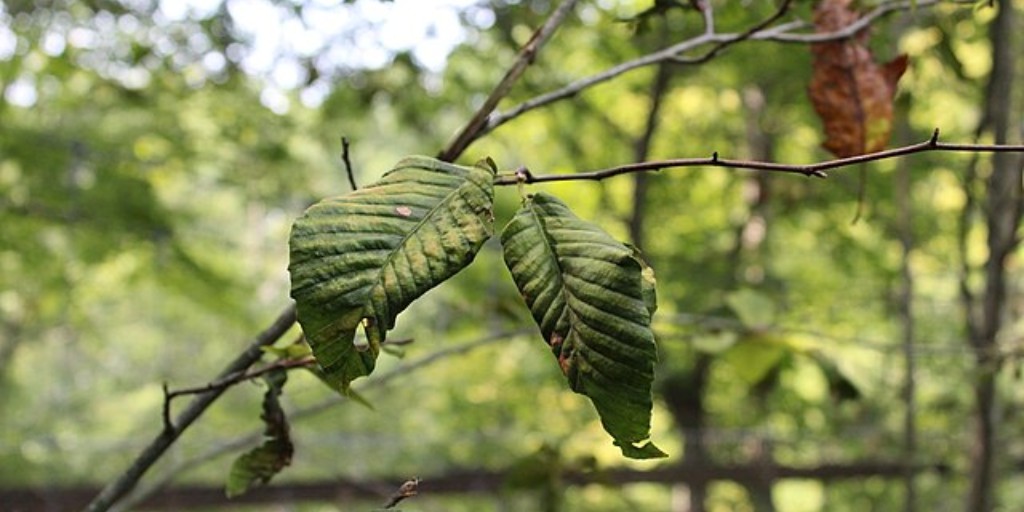 A close-up shot of beech leaves on a branch showing characteristic dark banding patterns along the lateral veins, indicating beech leaf disease infection.