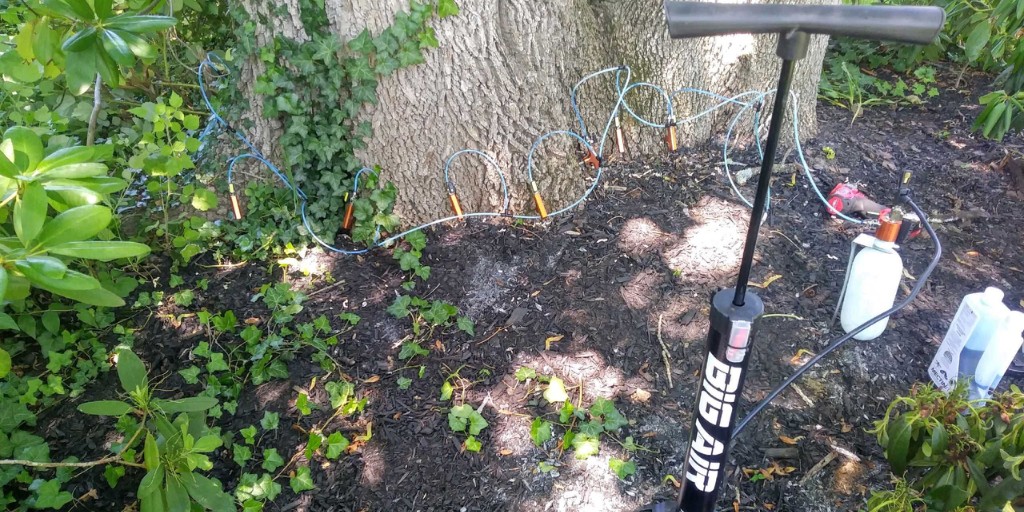 An overhead view of tree injection equipment positioned at the base of a mature beech tree, showing multiple injection ports connected to the root flare with tubing.