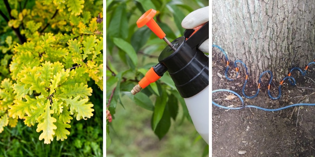 Three side-by-side images show yellow oak leaves with green veins, a foliar spray application, and tubing connected to the base of an oak trunk for injection.