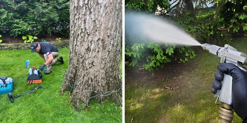 Left, an Alpine arborist kneels at the base of a large oak tree with trunk injection equipment connected around the trunk; right, a gloved hand operates a sprayer applying treatment to tree foliage.