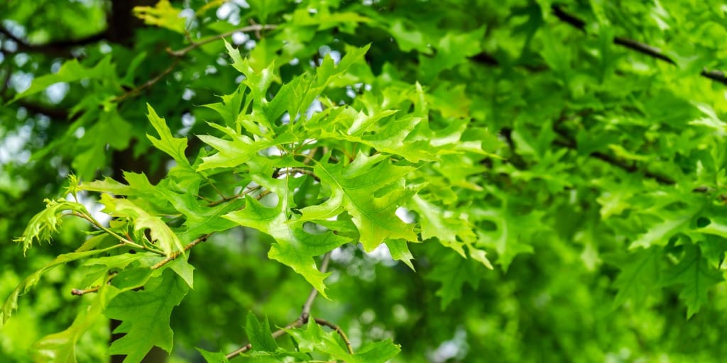 A close-up of healthy green pin oak leaves with their distinctive deeply lobed, sharply pointed shape.