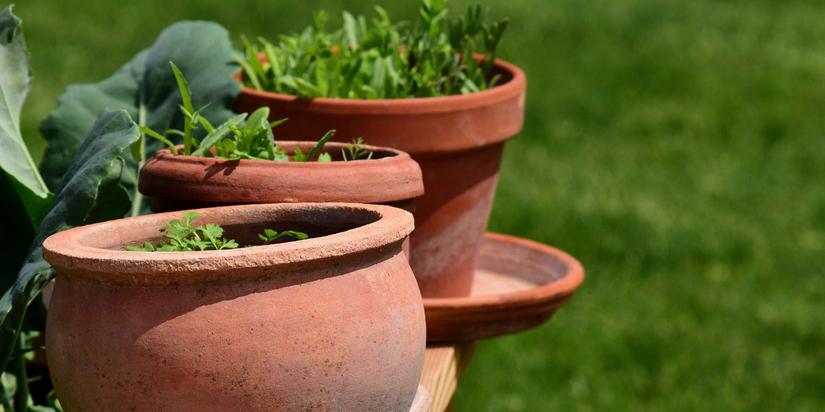 Herbs growing in planters, outdoors on a ledge. Green grass grows in the background.