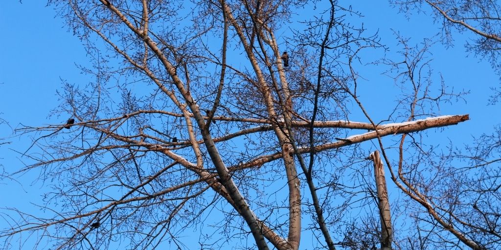 A large broken branch hangs precariously amongst other tree branches during the winter months