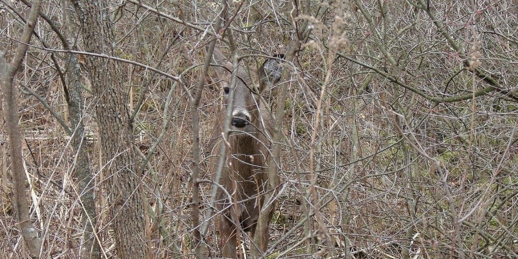 A white-tailed deer is barely visible behind trees and shrubs, which are a source of food during the fall and winter months