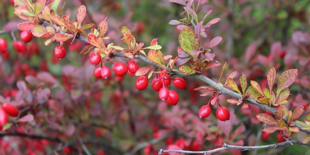 Barberry shrubs display bright red berries and red and green leaves in fall