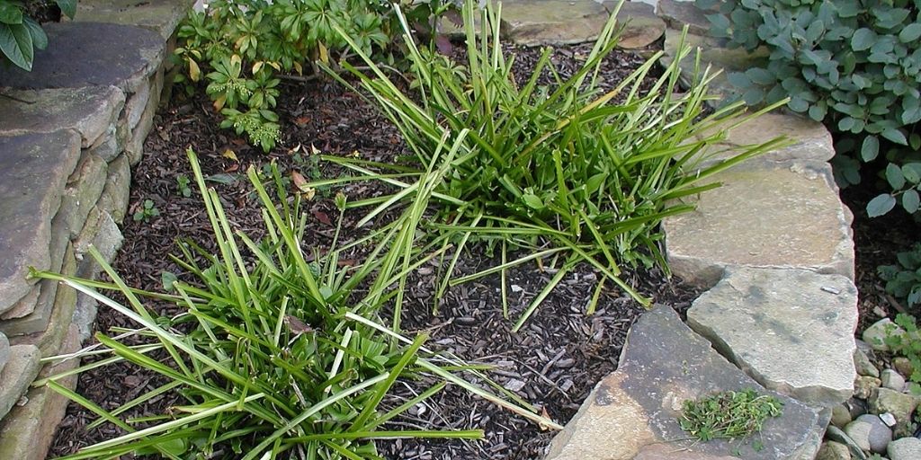 Damage to Hosta plants by grazing deer