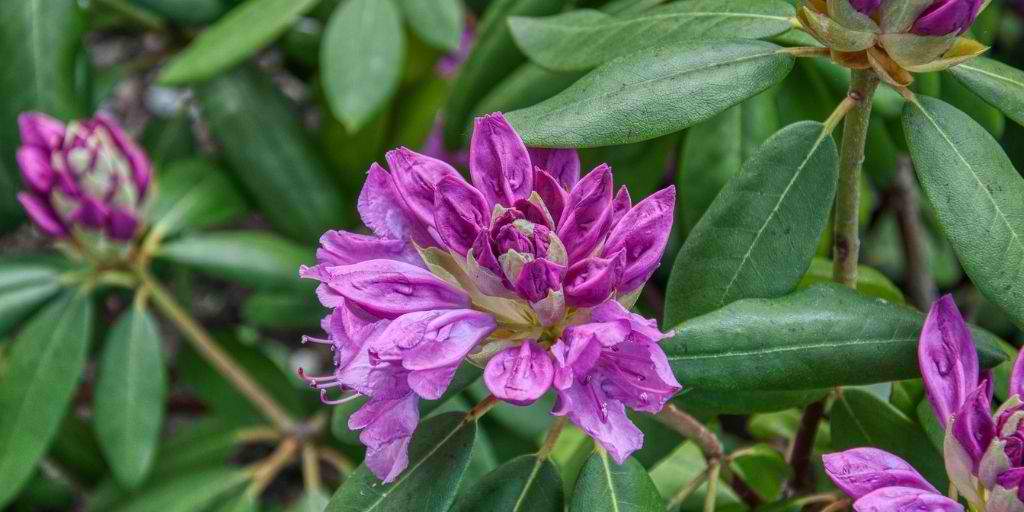 rhododendron in bloom