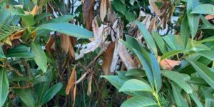 A rhododendron showing brown winter burn damage on leaves with healthy green foliage, demonstrating the need for winter protection in New Jersey.