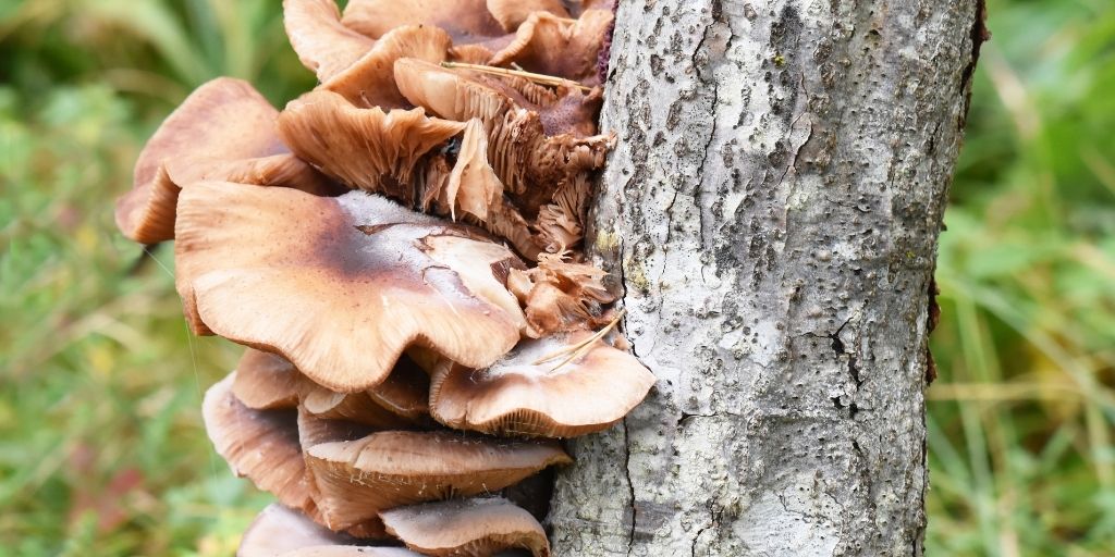 Armillaria fungus on a tree stem.