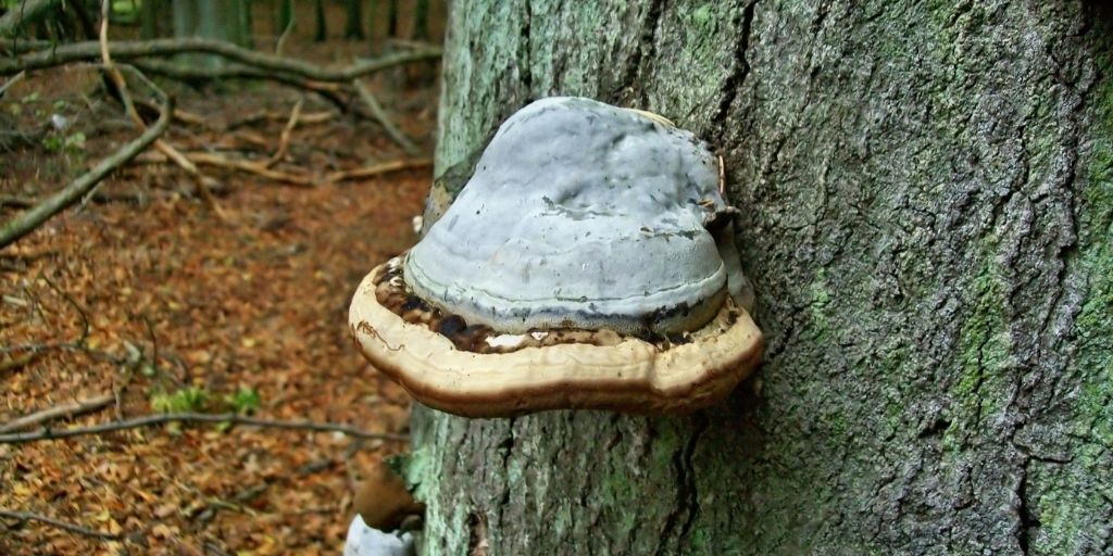 Fomes Fomentarious mushroom growing on a tree trunk.