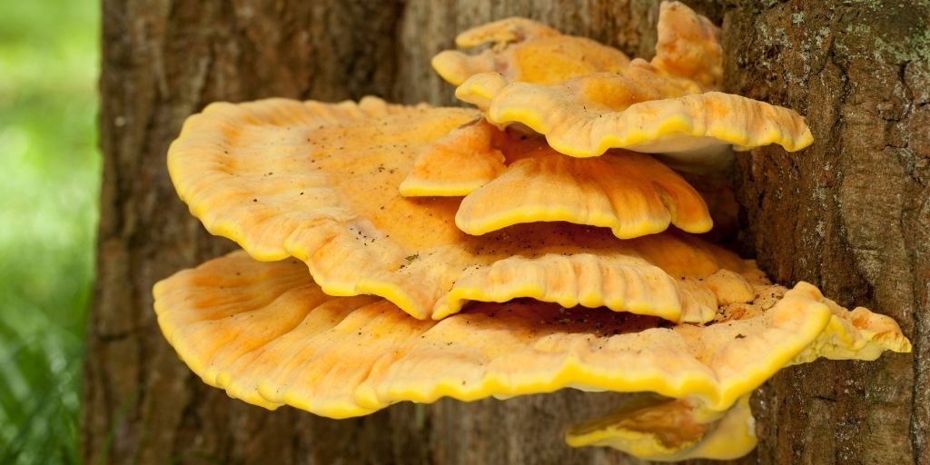 Laetiporus sulphureus mushroom growing on a tree.