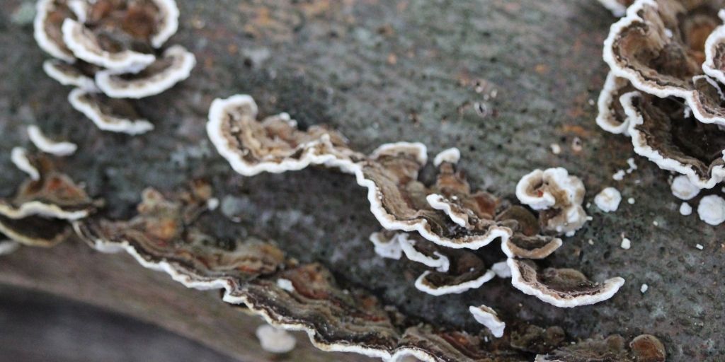 Trametes Versicolor growing on a fallen tree.