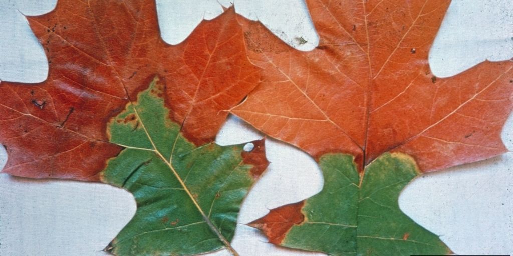 Symptoms of oak wilt on black oak (Quercus velutina) leaves showing bronzing starting at the leaf tips and lobes, with a green area at the stem. Photo courtesy of C.E. Seliskar, bugwood.org.