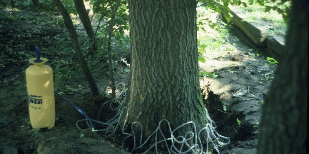 Oak tree being injected with a systemic fungicide to help protect it from oak wilt