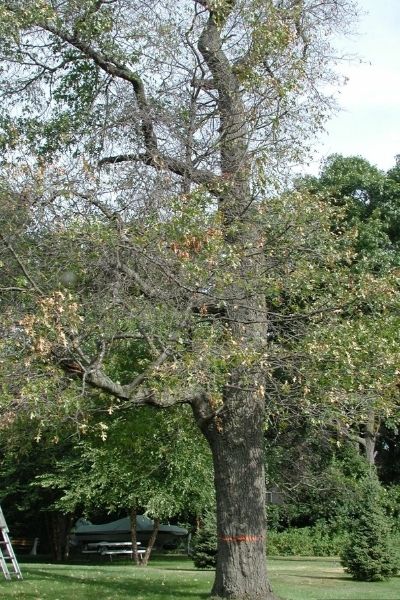 An older oak tree shows the symptoms of oak wilt.