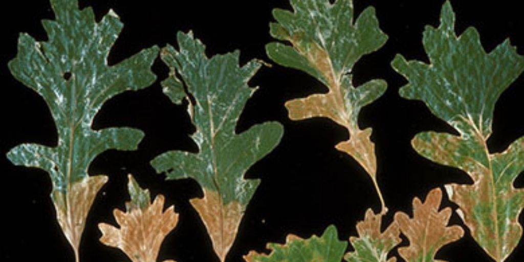 White oak leaves showing the typical scorched look caused by oak wilt infection. Photo courtesy of Fred Baker, bugwood.org.