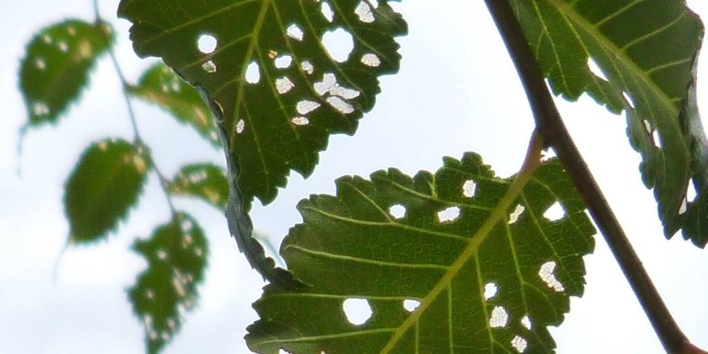 holes in tree leaves