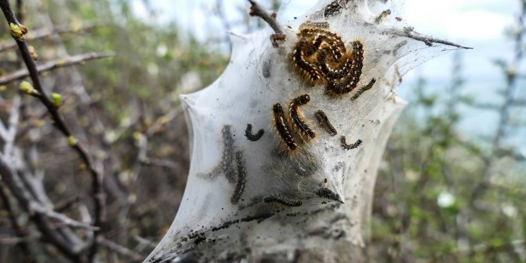 tent caterpillars