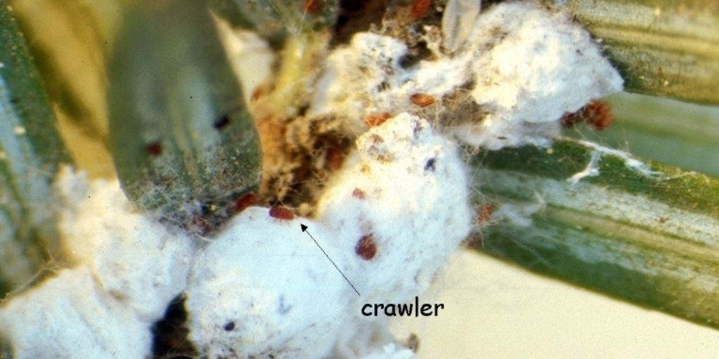 Hemlock woolly adelgid crawlers and white "wool"