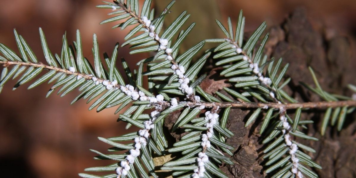 hemlock branch with hemlock woolly adelgid egg sacs