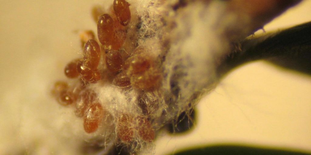 Hemlock woolly adelgid eggs on a branch