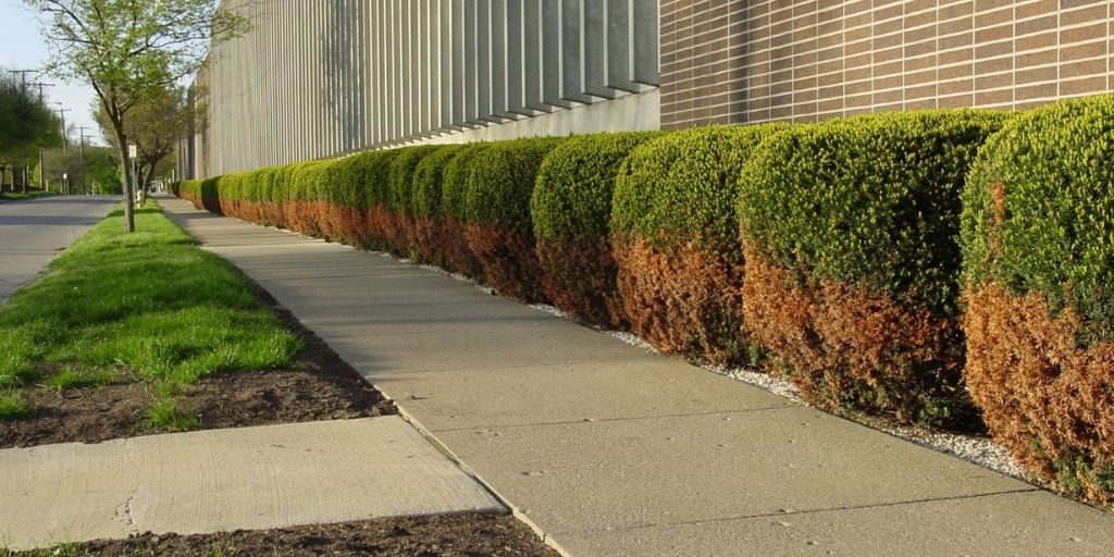 row of salt-damaged yews