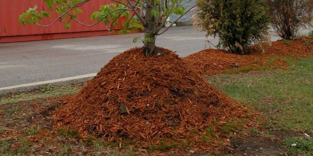 An extreme mulch volcano with wood chips piled 3 feet high around a tree.