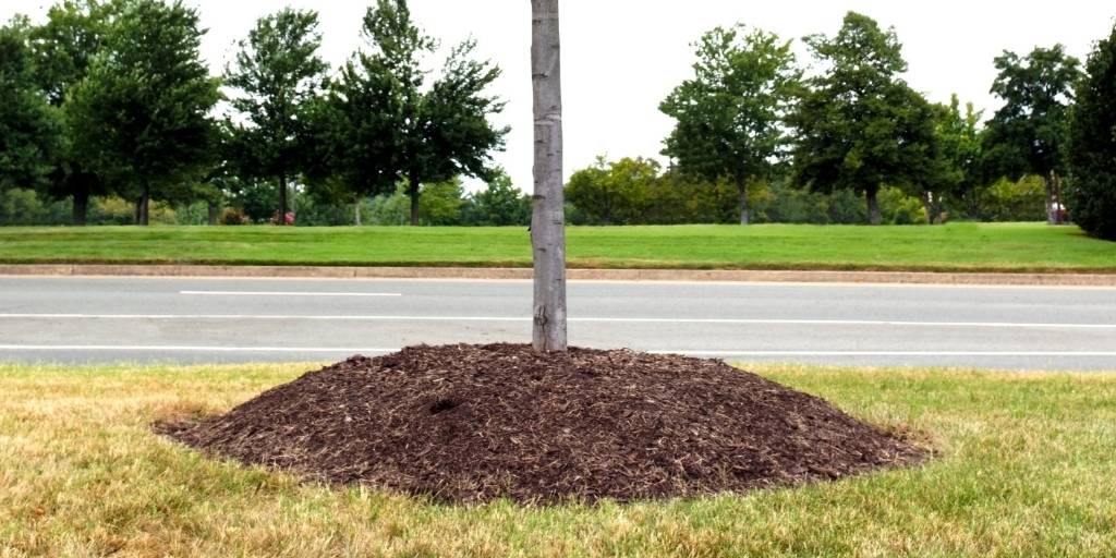 Mulch piled around the base of a tree creating a mulch volcano.