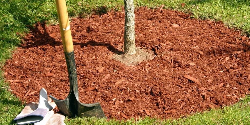 Proper mulching around a young, newly-planted tree.