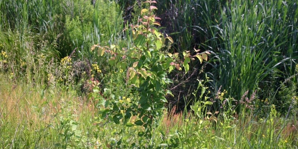 Invasive Bradford pear seedlings take over a field in the Northeastern United States.