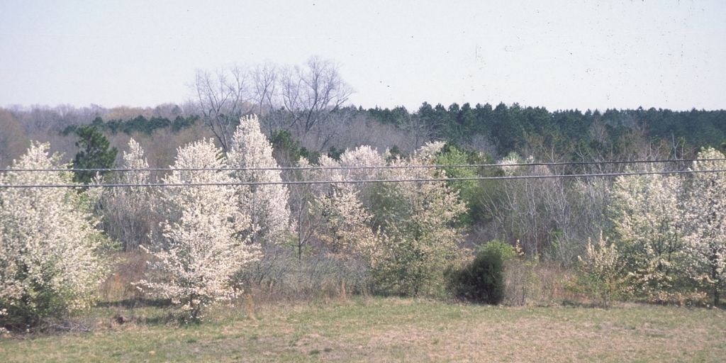 Invasive Bradford pear trees in bloom in a field