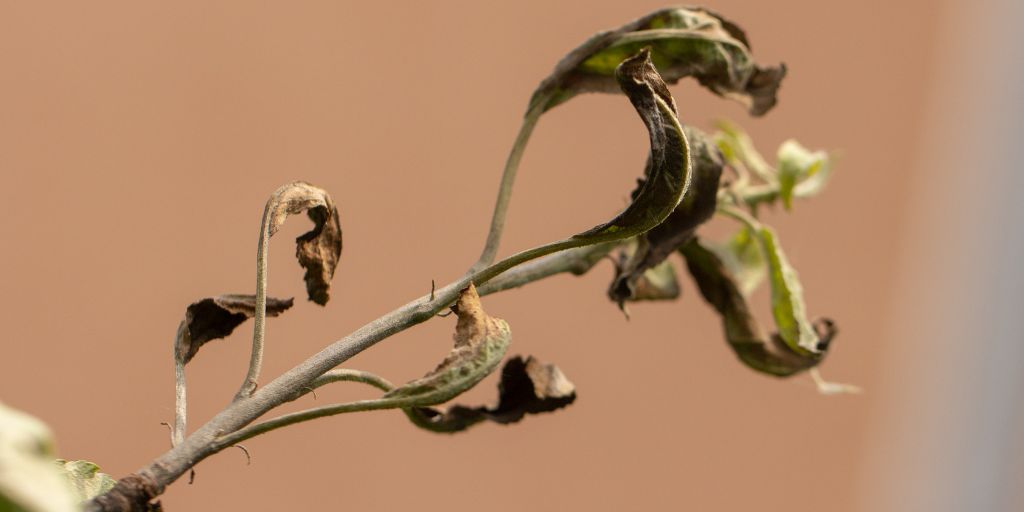 Signs of fire blight on the new growth of an apple tree in New Jersey