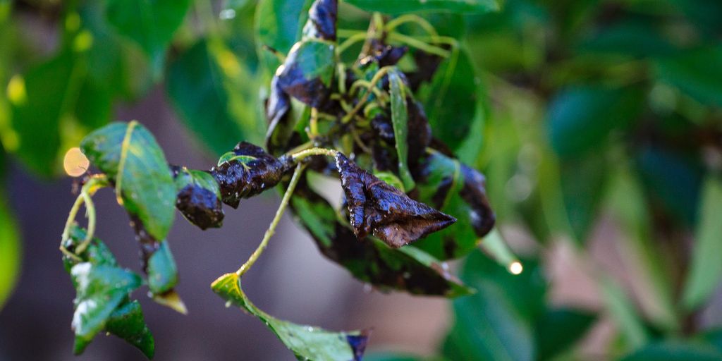 Symptoms of fire blight include leaves that are brown or black and appear burnt.