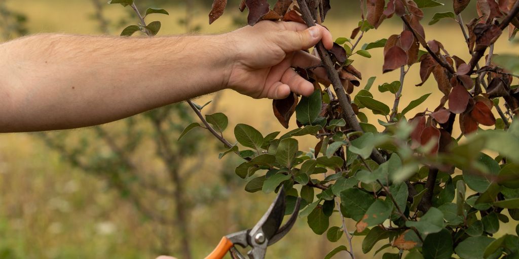 A man's hand holds a fire-blight-infected section of a tree as his other hand holds a pruner ready to prune out the branch.