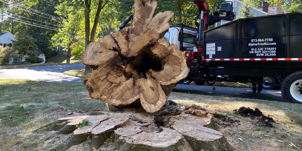 A tree removed from a New Jersey property by the Alpine Tree team.