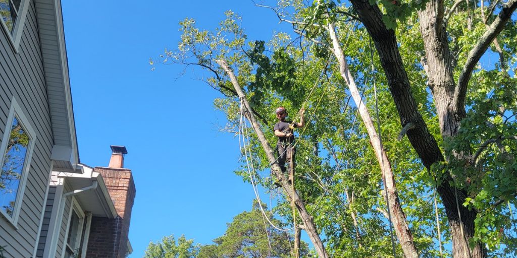 An Alpine Tree worker climbs a tree to be removed near a New Jersey home.