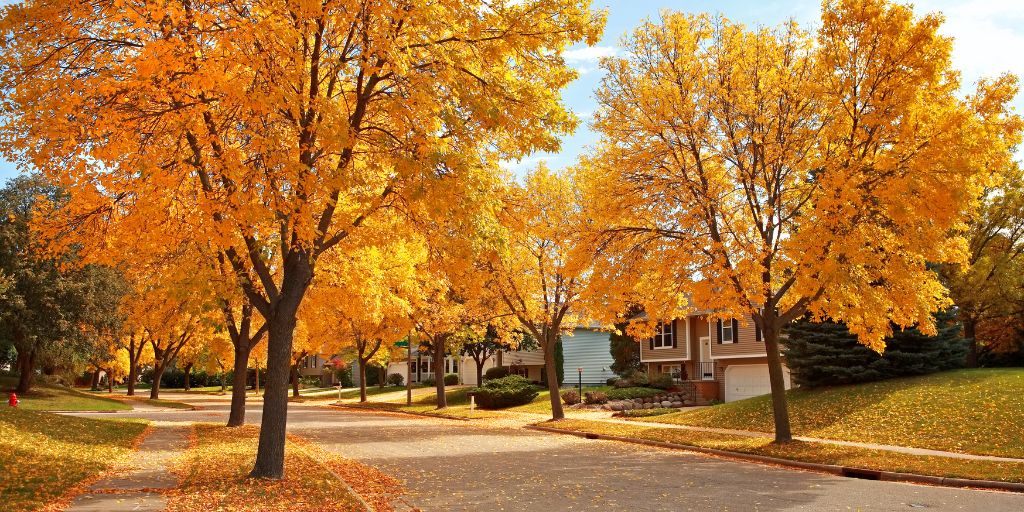 Colorful orange fall foliage on trees lining a residential street.