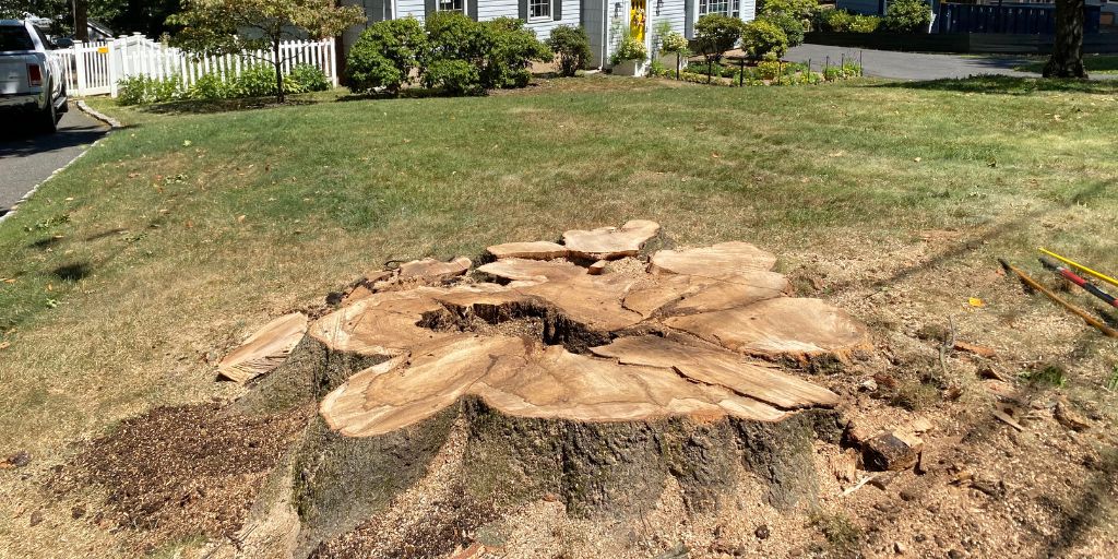 A large tree stump and some wood shavings are all that remain in front of this New Jersey home after Alpine Tree removed a large tree.