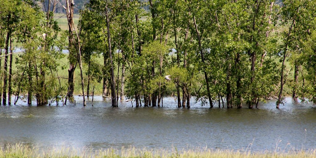 A field containing several trees covered by floodwater.