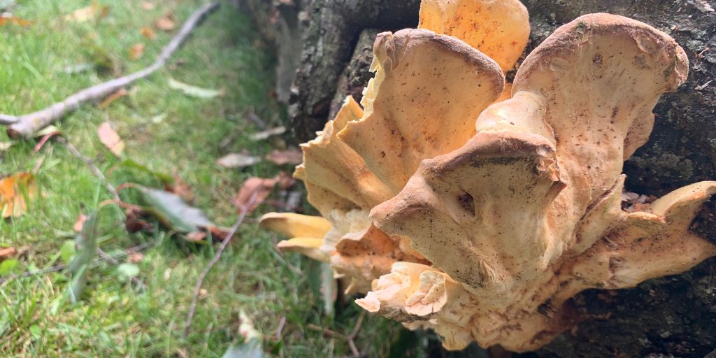 Fungus or mushrooms on a tree in New Jersey.