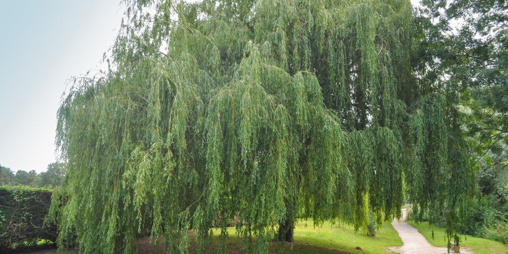 A weeping willow tree in summer near a path surrounded by green grass and a hedge.